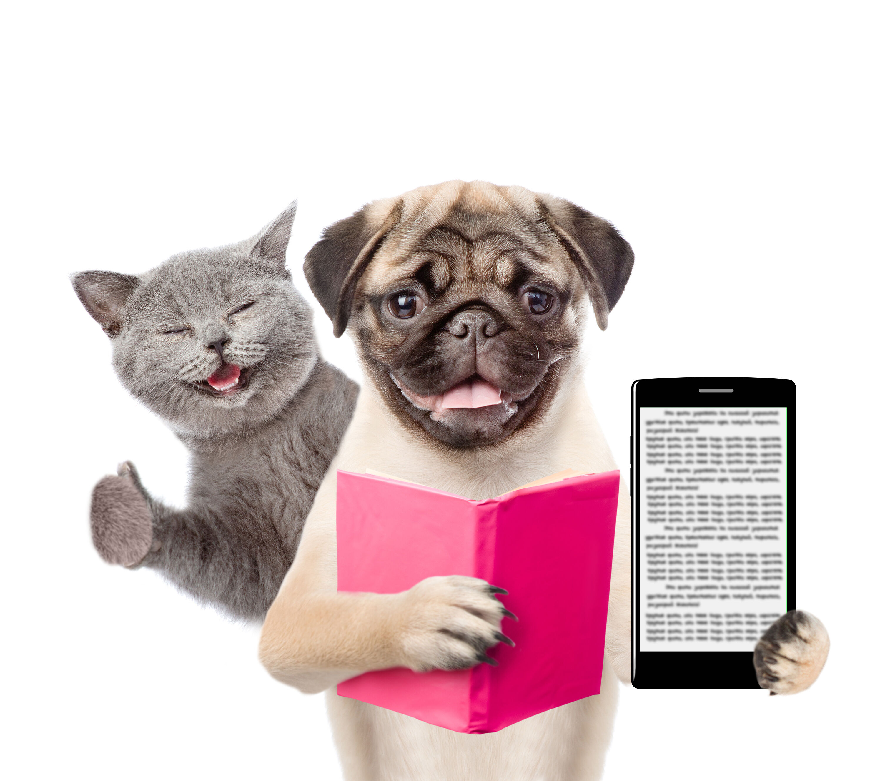 Cat and dog with a book