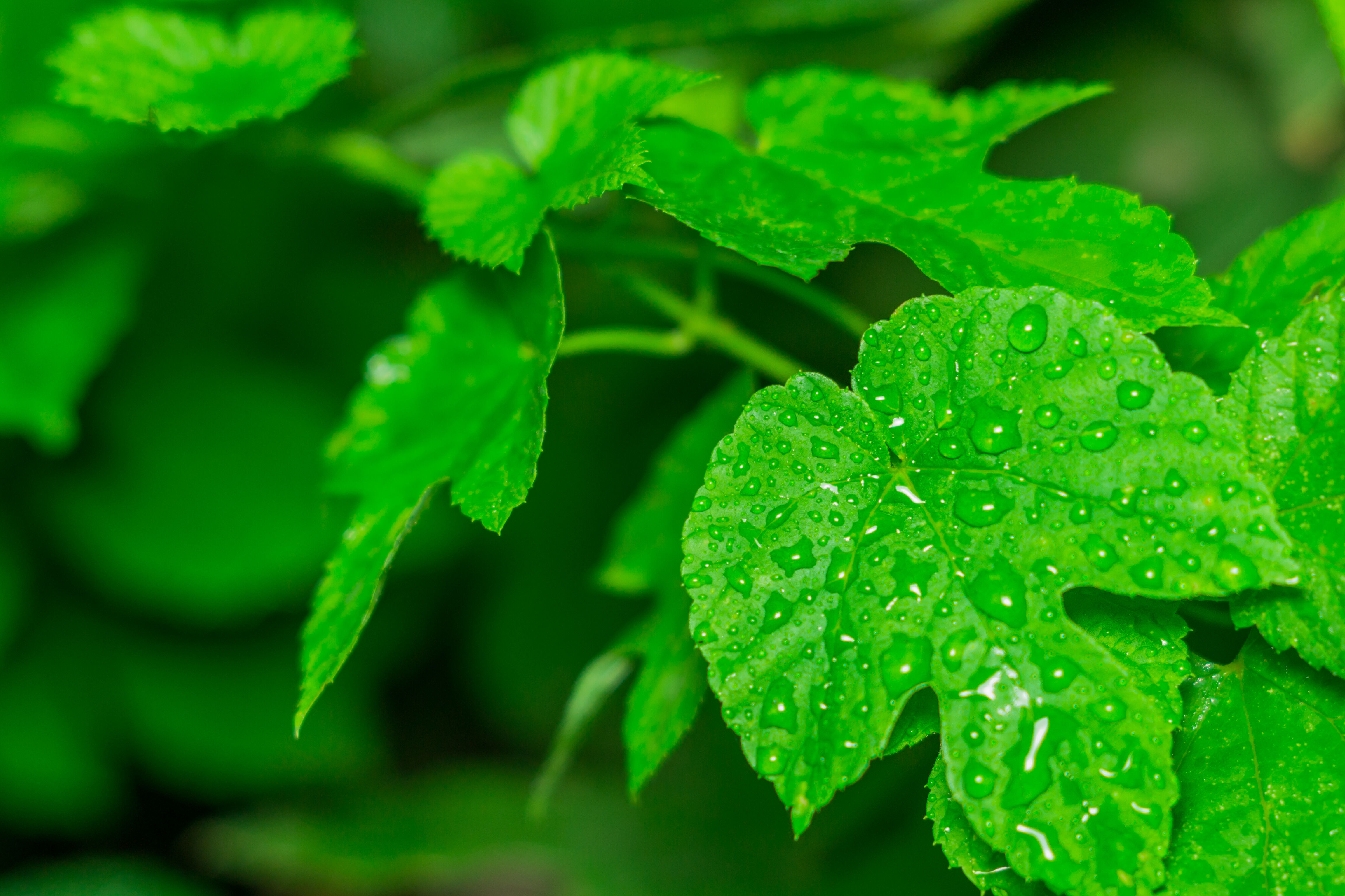 Poison ivy leaf