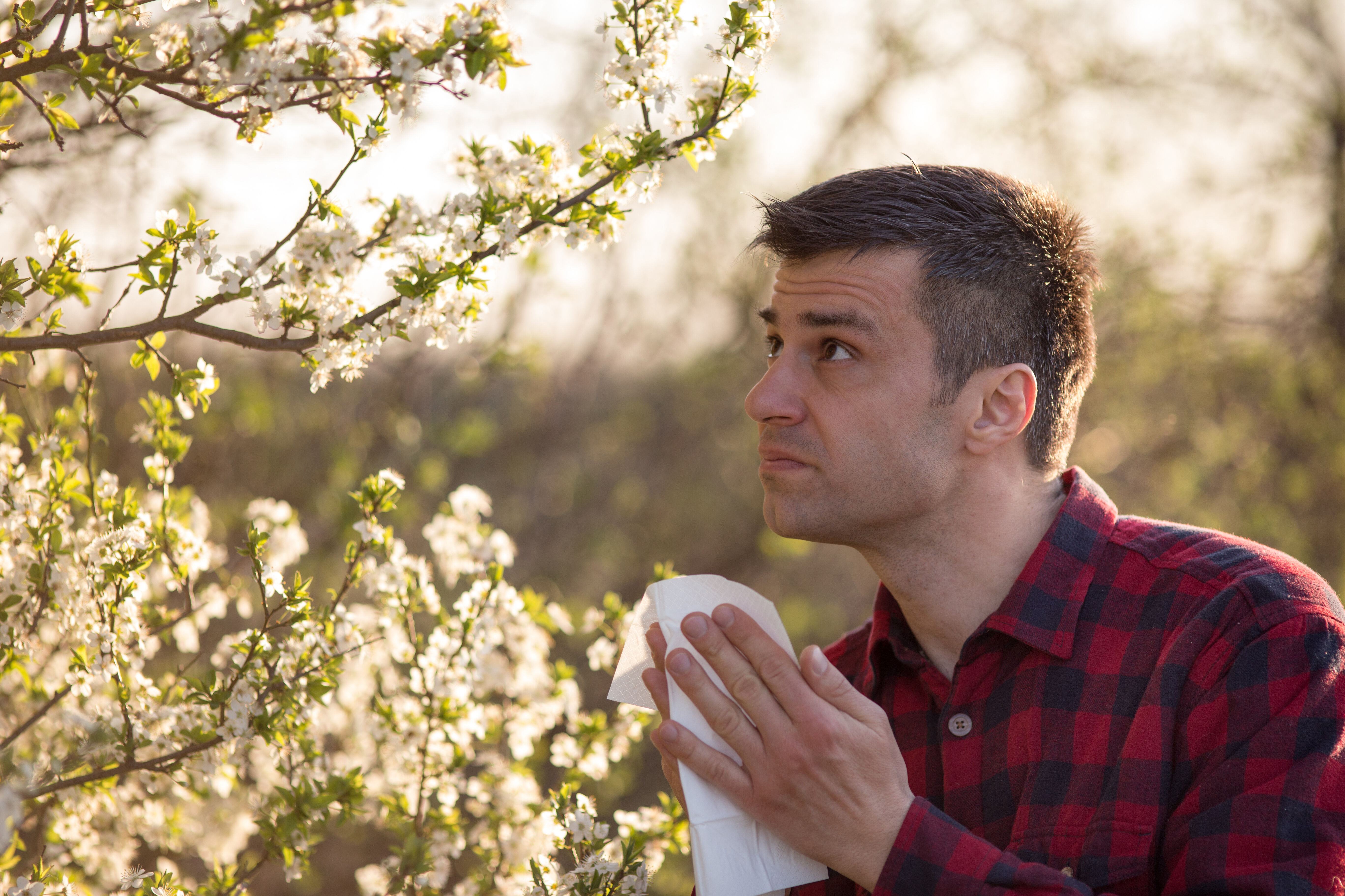 Allergic to flowering trees